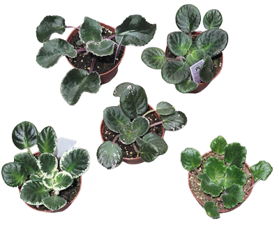 African Violet Rare & Var Assortment